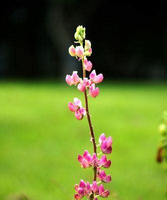 代表夏天的花|夏日芬芳——夏天代表的植物（花开盛景）